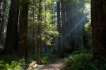 Redwood National Forest, California