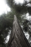 Redwood National Forest, California